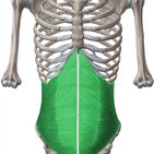 Right upper quadrant of the abdomen