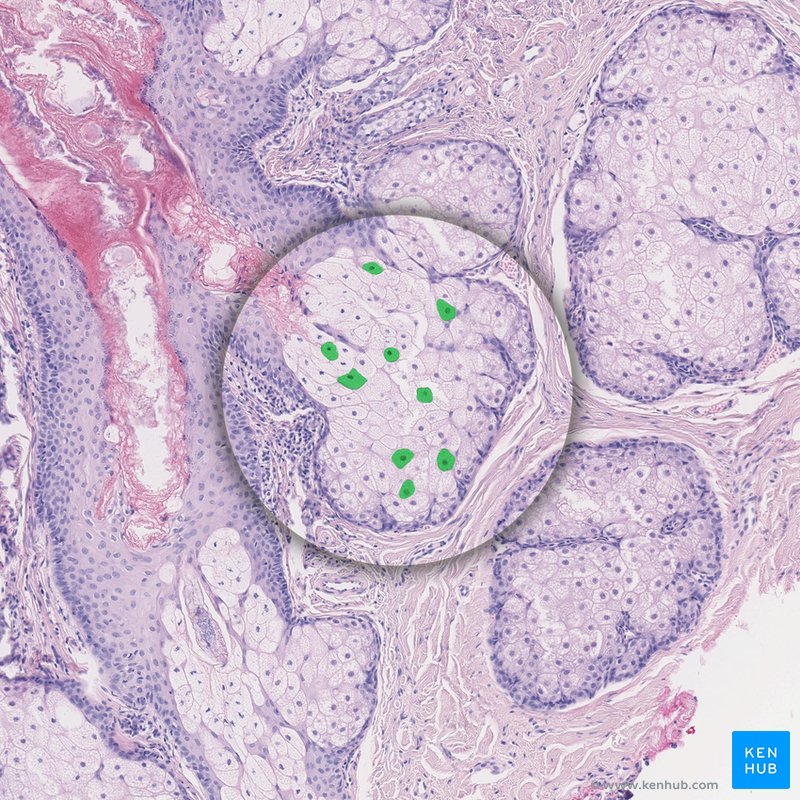 Sebaceous gland cell - histological slide