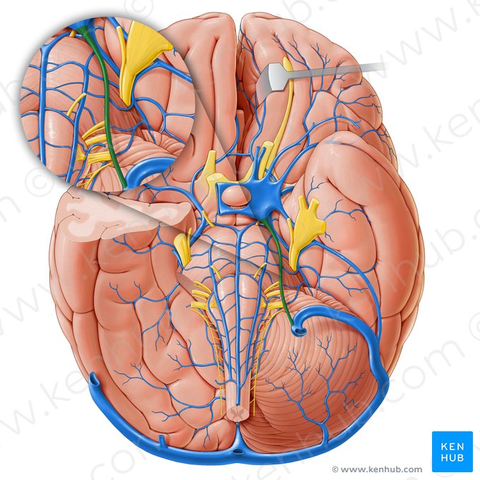 Inferior petrosal sinus (Sinus petrosus inferior); Image: Paul Kim