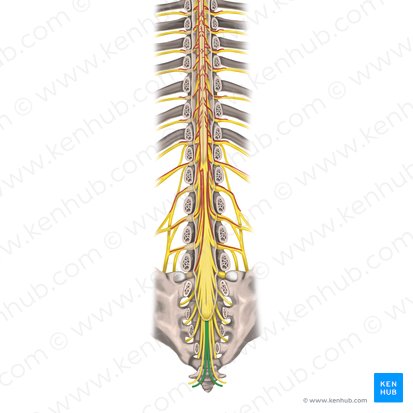 Nervo coccígeo (Nervus coccygeus); Imagem: Rebecca Betts