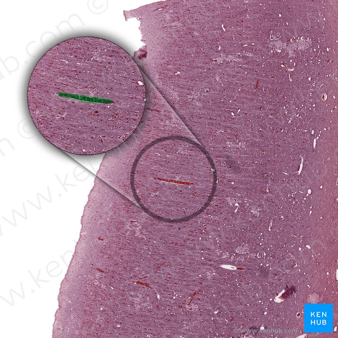Vaso capilar (Vas capillare); Imagen: 
