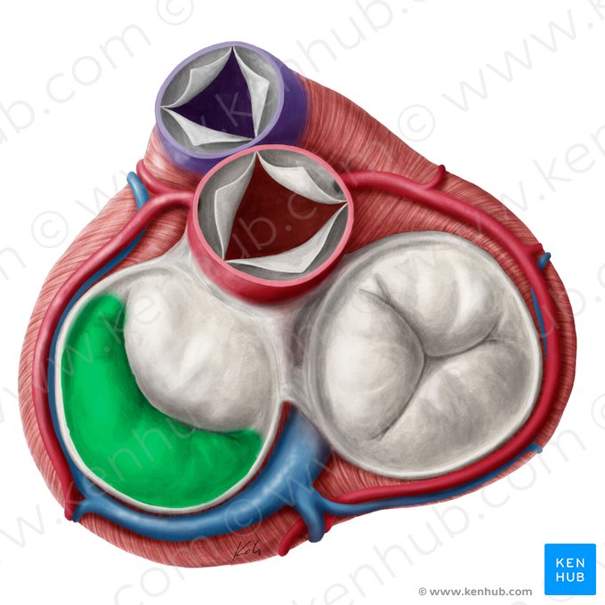 Cúspide posterior de la valva atrioventricular izquierda (Cuspis posterior valvae atrioventricularis sinistrae); Imagen: Yousun Koh
