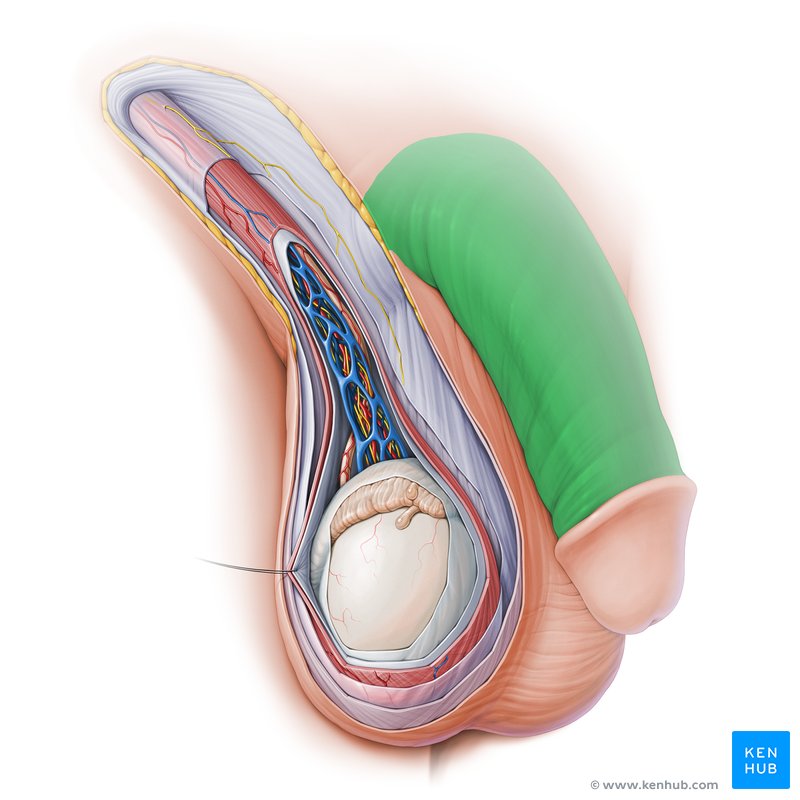 Body of penis (Corpus penis)