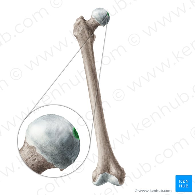 Fovea for ligament of head of femur (Fovea capitis ossis femoris); Image: Liene Znotina