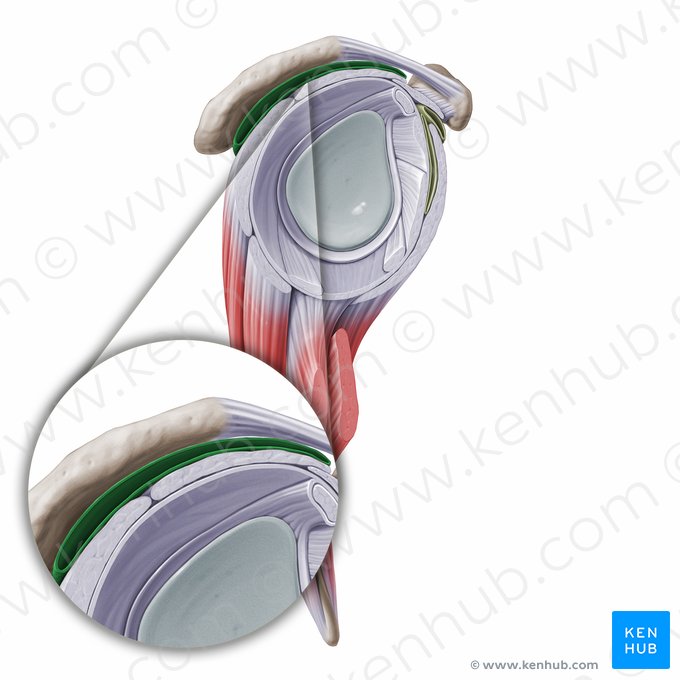 Bursa subdeltoidea & Bursa subacromialis (Schleimbeutel unter dem Deltamuskel und unter dem Schulterdach); Bild: Paul Kim