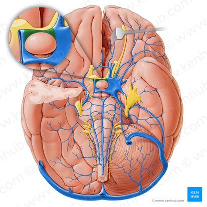 Seno intercavernoso anterior (Sinus intercavernosus anterior); Imagen: Paul Kim