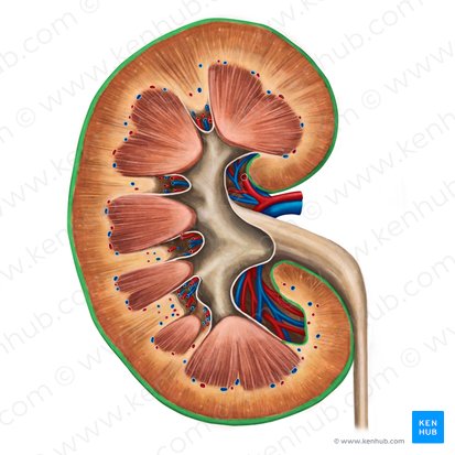 Renal capsule (Capsula fibrosa renis); Image: Irina Münstermann