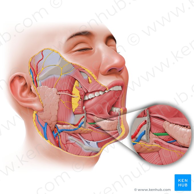 Submandibular duct (Ductus submandibularis); Image: Paul Kim