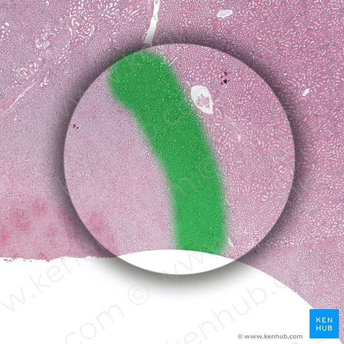 Outer stripe of outer medulla (Stria externa medullae externae); Image: 