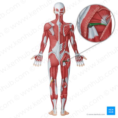 Músculo gemelo inferior (Musculus gemellus inferior); Imagen: Irina Münstermann