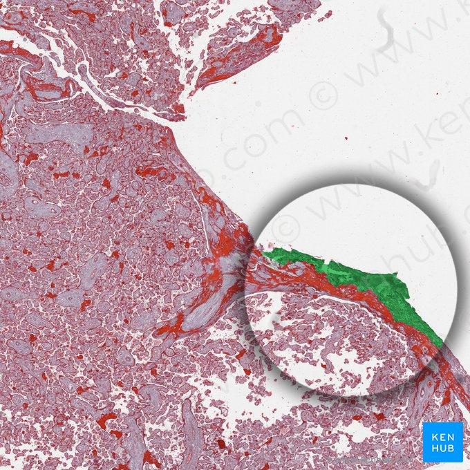 Stratum basale epidermis (Basalschicht der Epidermis); Bild: 