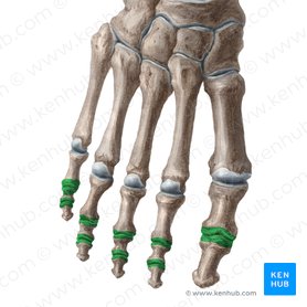Articulationes interphalangeae pedis (Interphalangealgelenke des Fußes); Bild: Yousun Koh