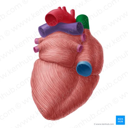 Superior vena cava (Vena cava superior); Image: Yousun Koh