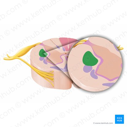 Trato corticoespinal lateral (Tractus corticospinalis lateralis); Imagem: Paul Kim