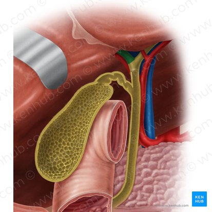 Right hepatic duct (Ductus hepaticus dexter); Image: Samantha Zimmerman