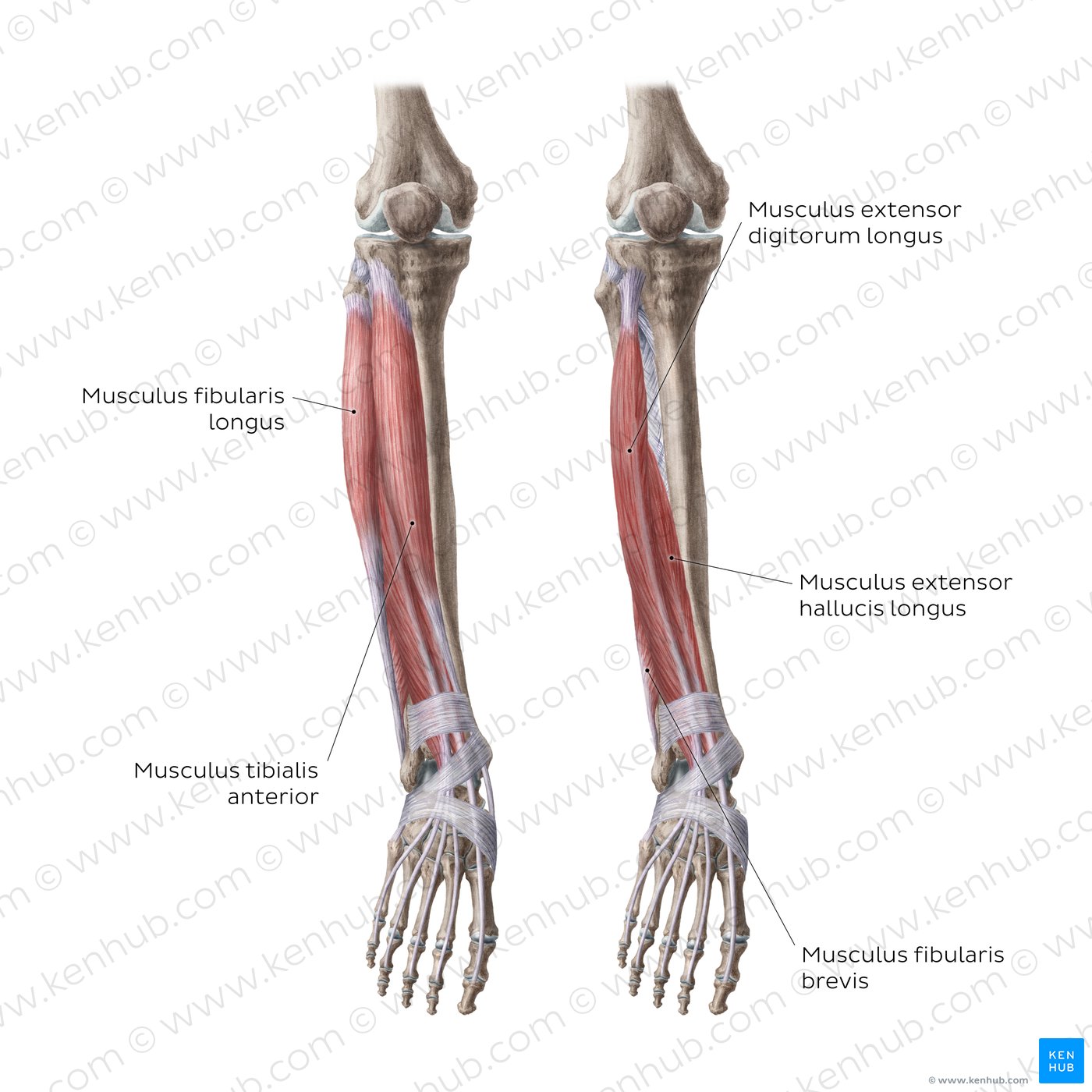 Musculus Flexor Digitorum Longus Anatomie Funktion Kenhub The Best