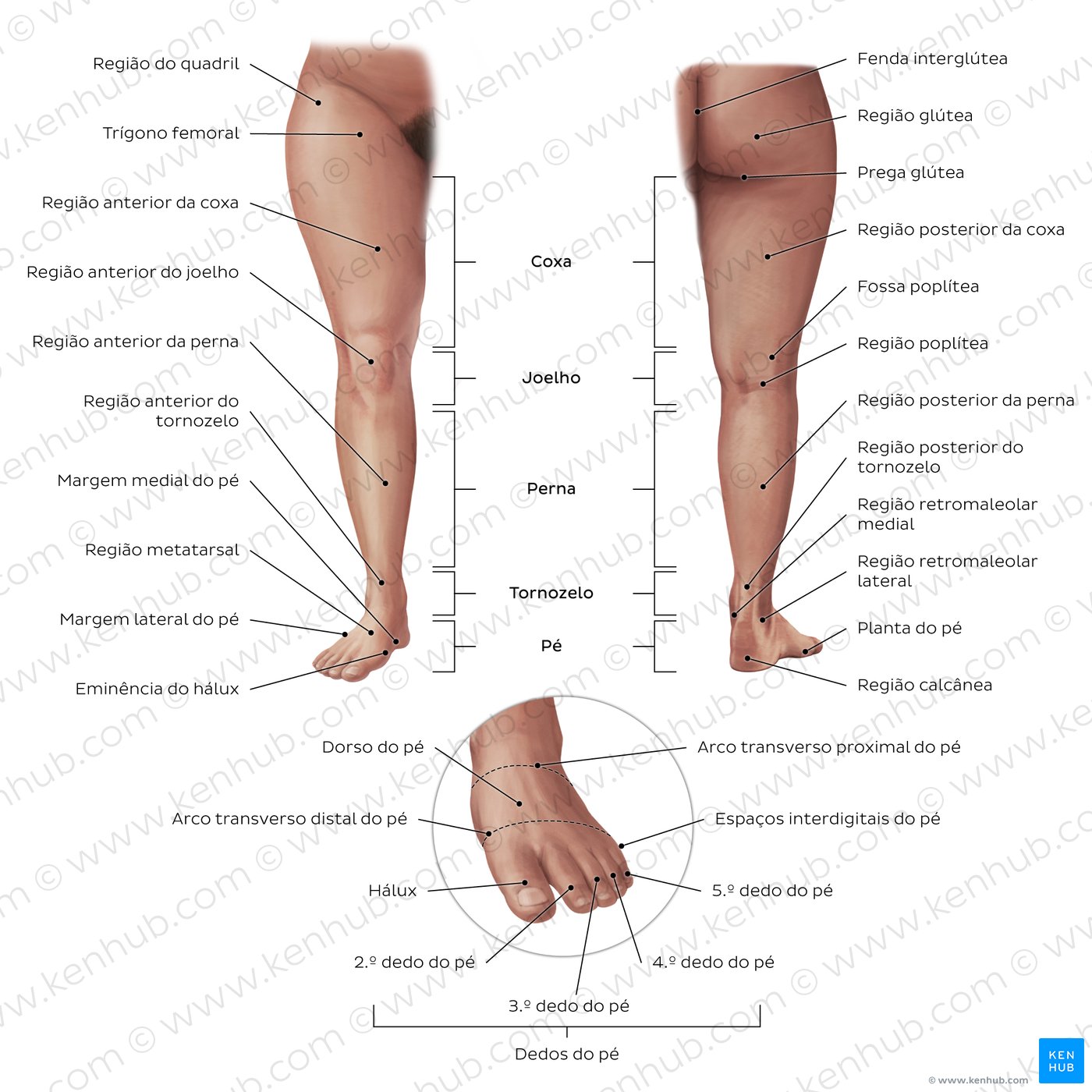 Regions of the lower extremity