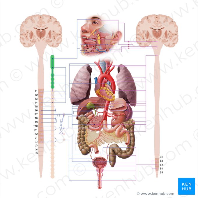 Porción cervical del tronco simpático (Pars cervicalis trunci sympathici); Imagen: Paul Kim