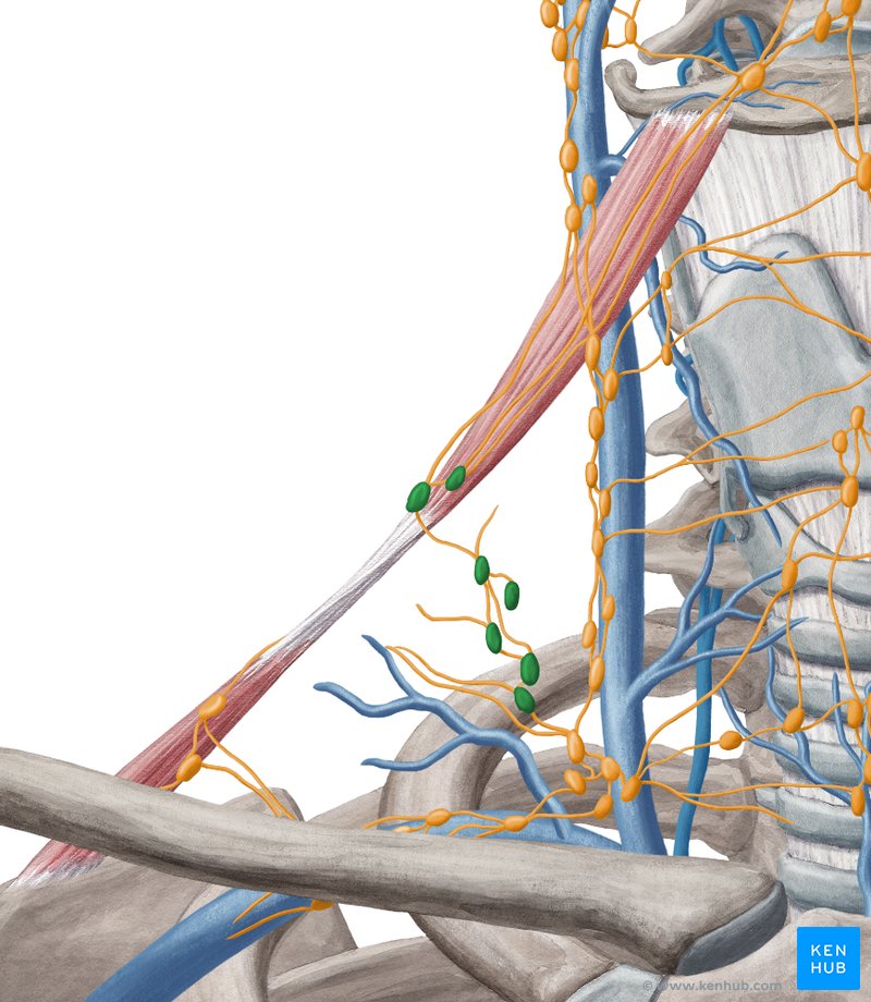 Juguloomohyoid lymph nodes - ventral view