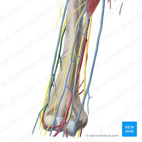 Arteria colateral radial (Arteria collateralis radialis); Imagen: Yousun Koh