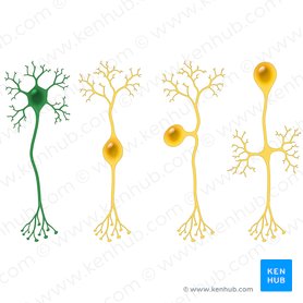 Neurônio multipolar (Neuron multipolare); Imagem: Paul Kim