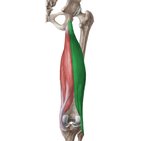 Biceps femoris muscle