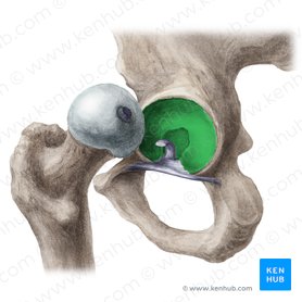 Acetabulum of hip bone (Acetabulum ossis coxae); Image: Liene Znotina