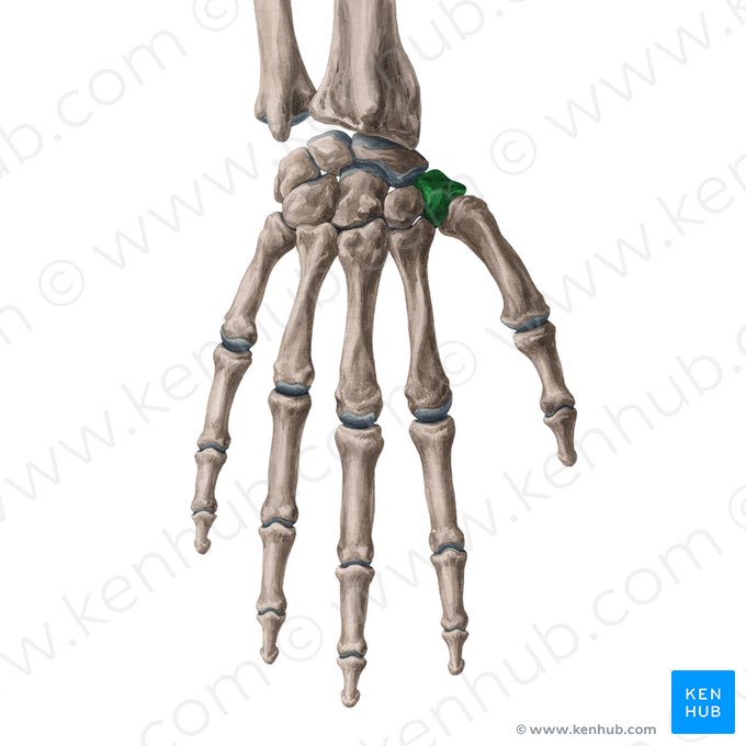 Trapezium bone (Os trapezium); Image: Yousun Koh