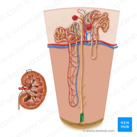 Kidney histology: Nephron, loop of Henle, functions | Kenhub