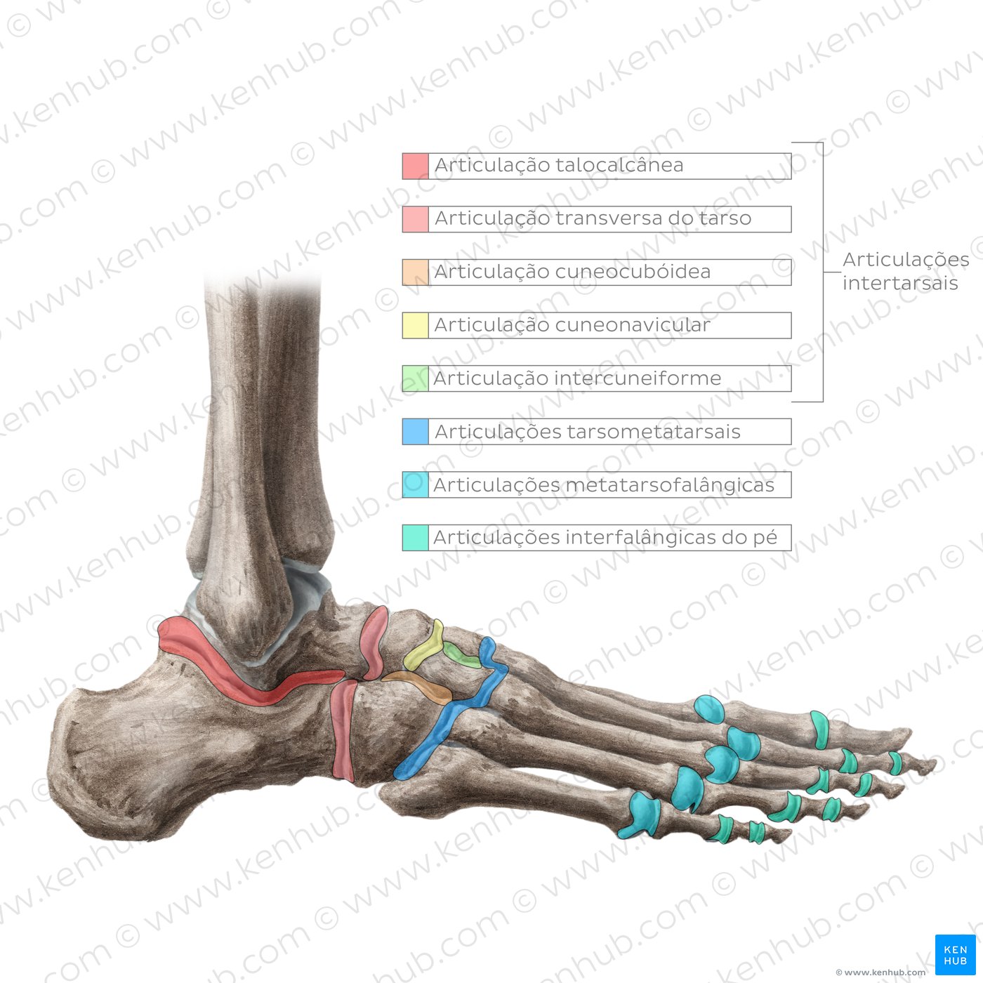 Anatomia da articulação do tornozelo