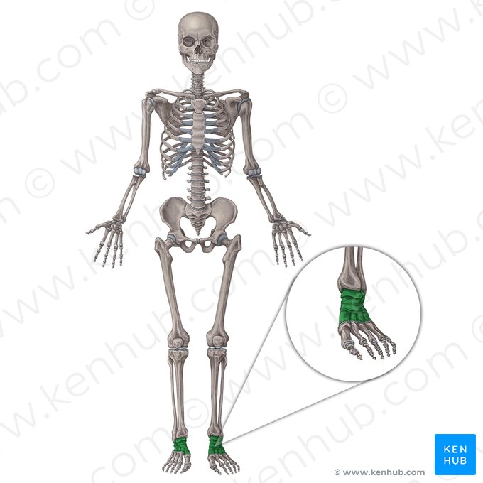 Tarsal bones (Ossa tarsi); Image: Irina Münstermann