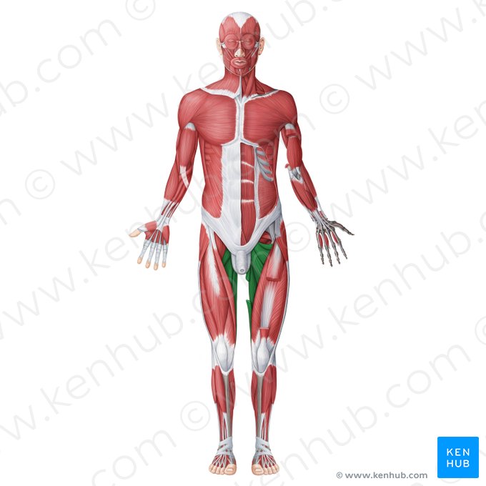 Muscles médiaux (adducteurs) de la cuisse (Musculi medialies (adductores) femoris); Image : Irina Münstermann