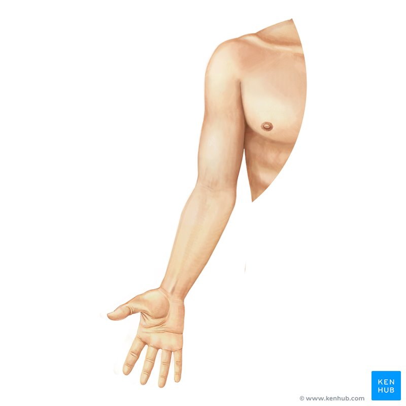 Curso intensivo de anatomía para aprender la anatomía de las extremidades superiores