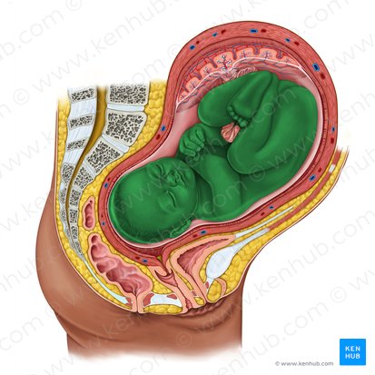 Feto (Fetus); Imagem: Irina Münstermann