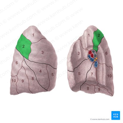 Segmento posterior do pulmão direito (Segmentum posterius pulmonis dextri); Imagem: Paul Kim