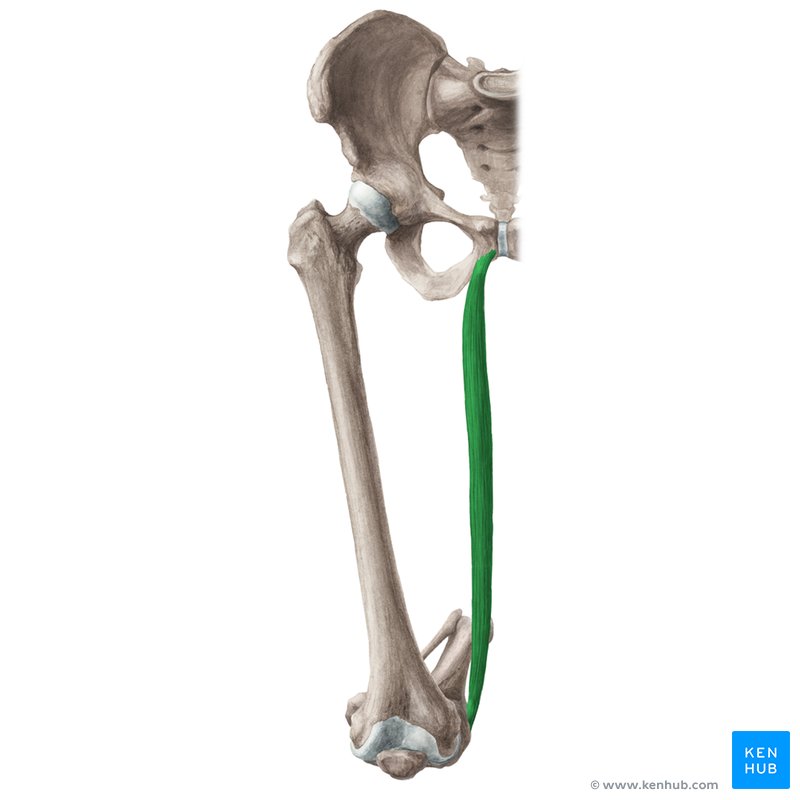 Gracilis muscle (musculus gracilis)