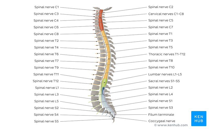 Spinal nerves anatomy diagram