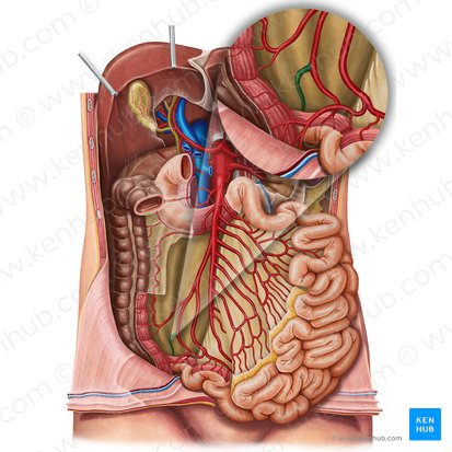 Arteria caecalis posterior (Hintere Blinddarmarterie); Bild: Irina Münstermann