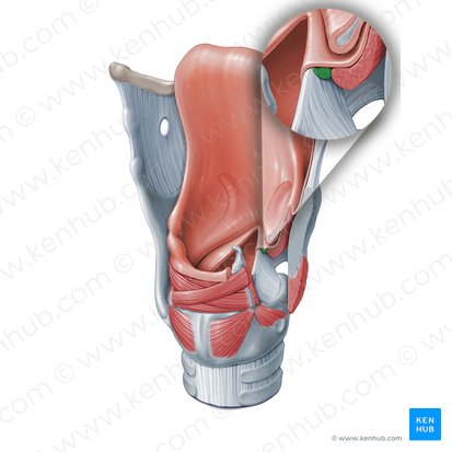 Músculo vocal (Musculus vocalis); Imagem: Paul Kim