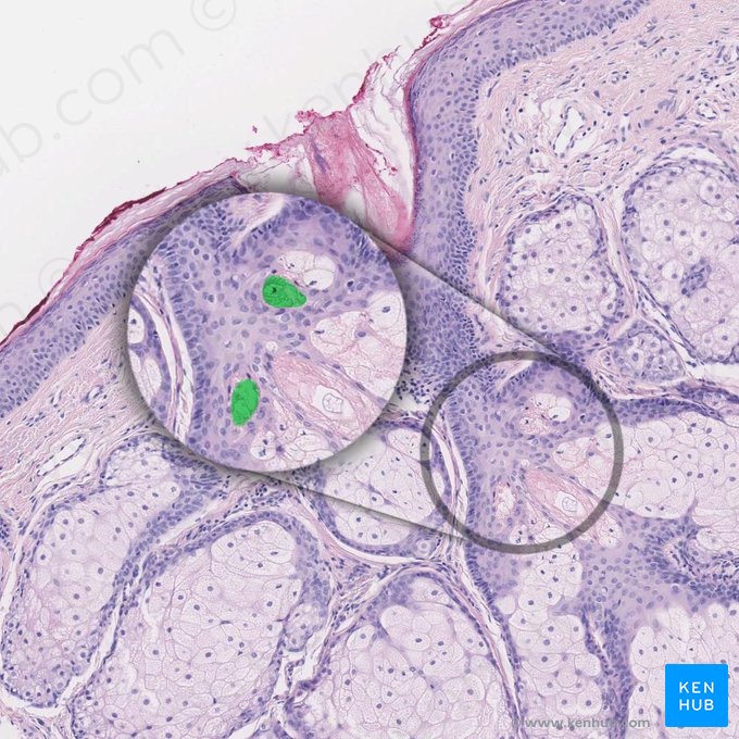 Pilosebaceous canal (Canalis pilosebaceus); Image: 