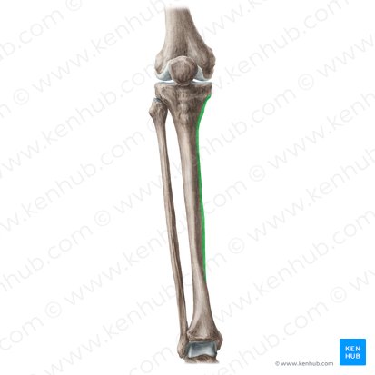Borda medial da tíbia (Margo medialis tibiae); Imagem: Liene Znotina
