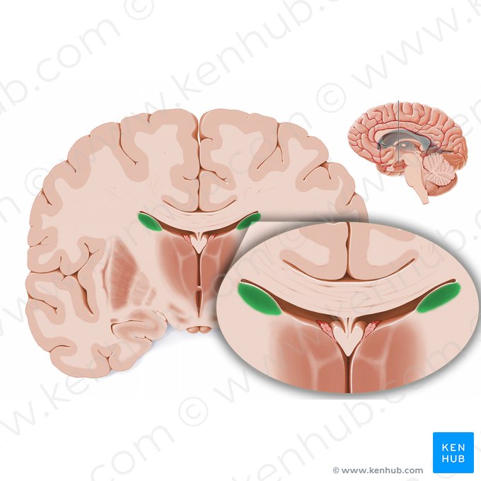 Corpo do núcleo caudado (Corpus nuclei caudati); Imagem: Paul Kim