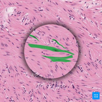 Smooth muscle fibers (Myofibrae leves); Image: 