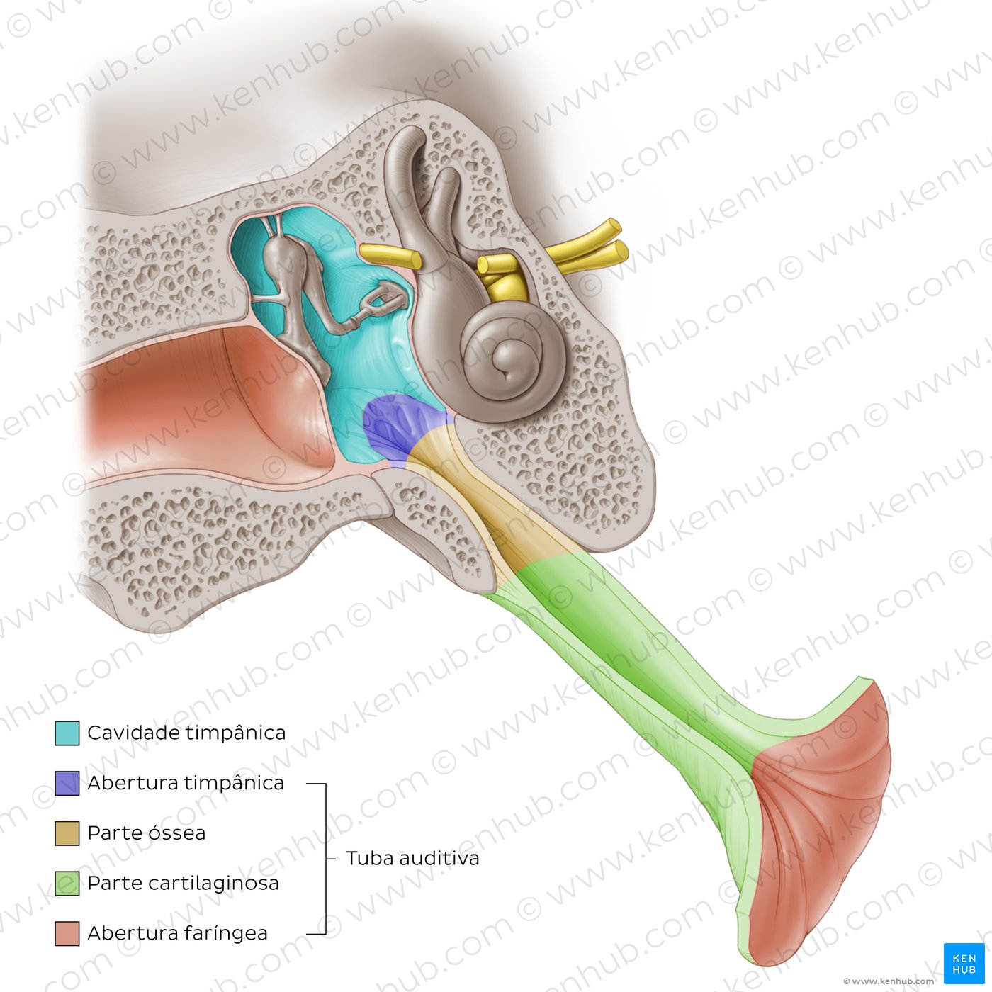 Parts of the auditory tube
