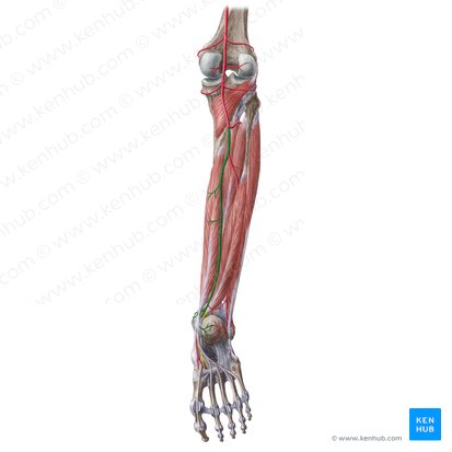 Artéria tibial posterior (Arteria tibialis posterior); Imagem: Liene Znotina