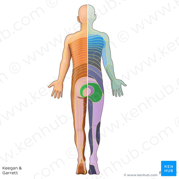 S3 dermatome (Dermatoma S3); Image: Irina Münstermann