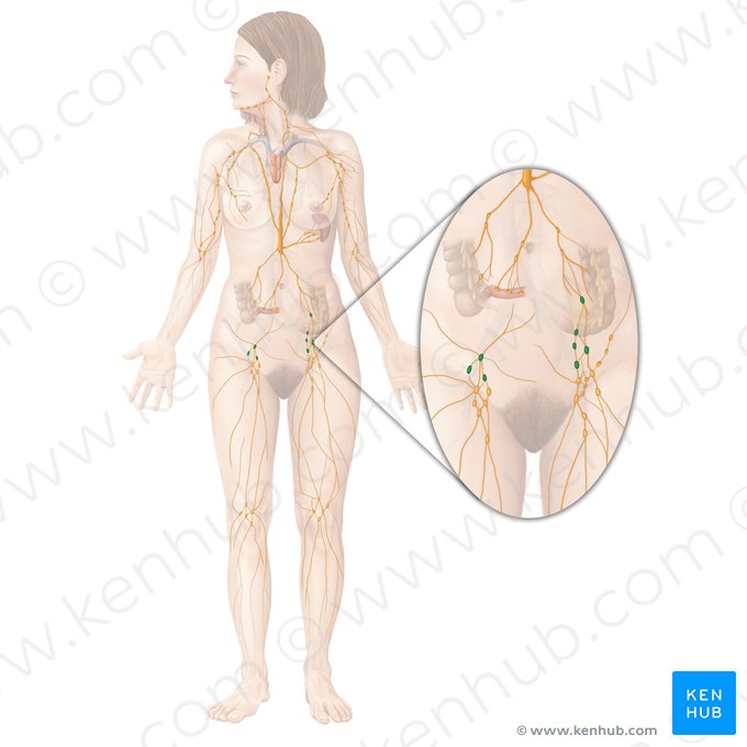 Iliac lymph nodes (Nodi lymphoidei iliaci); Image: Begoña Rodriguez