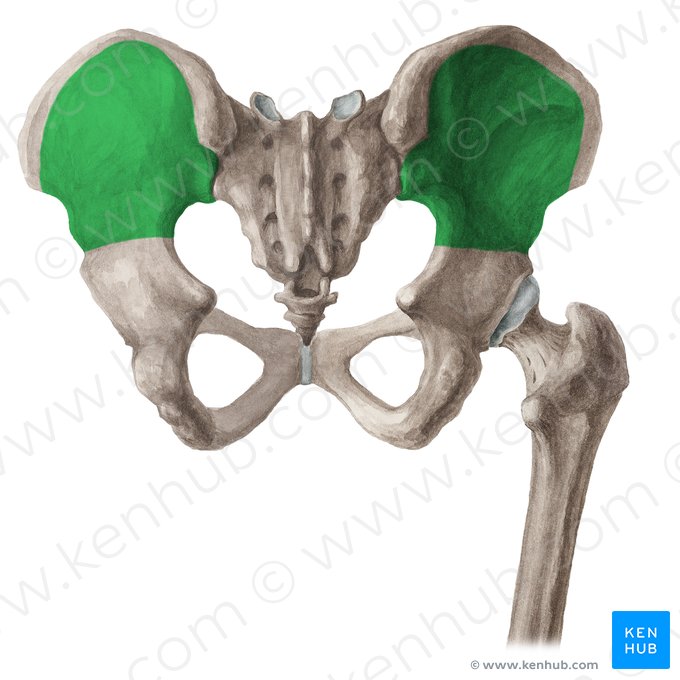 Gluteal surface of ilium (Facies glutea alae ossis ilii); Image: Liene Znotina