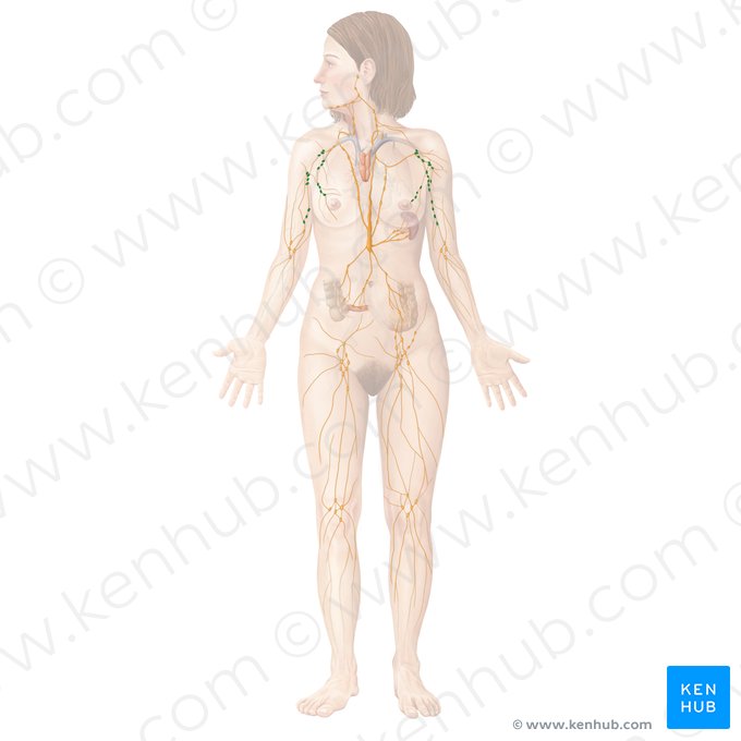 Axillary lymph nodes (Nodi lymphoidei axillares); Image: Begoña Rodriguez