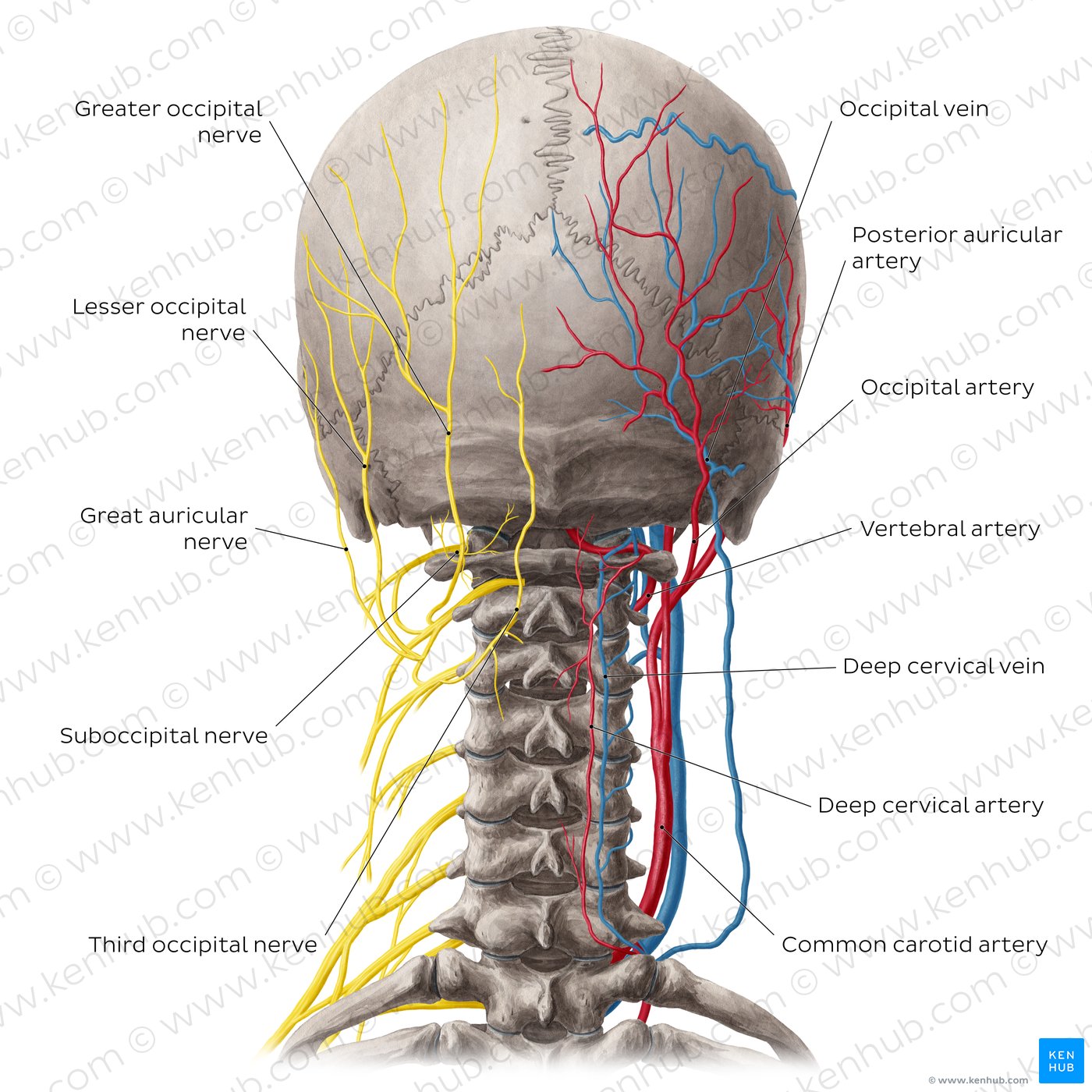 Neurovasculature of the dorsal neck